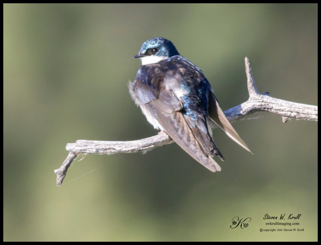 Tree Swallow