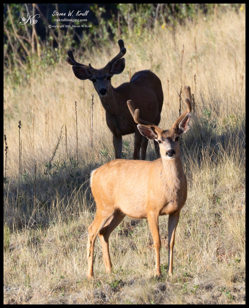 Mule Deer Bucks