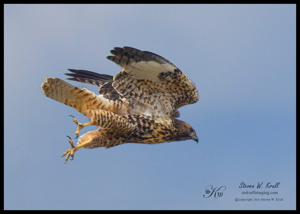 Red-tailed Hawk