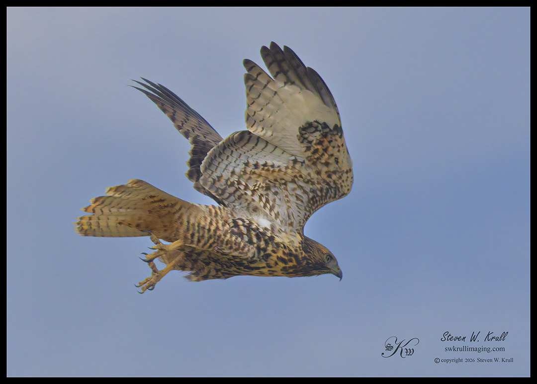 Red-tailed Hawk