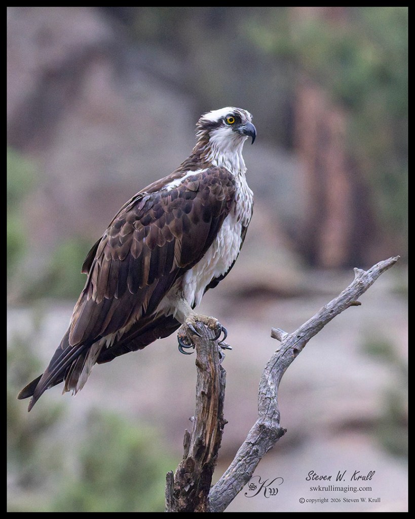Osprey in the Canyon
