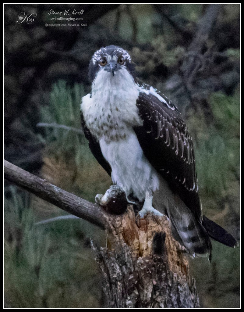 Osprey feeding on a fish