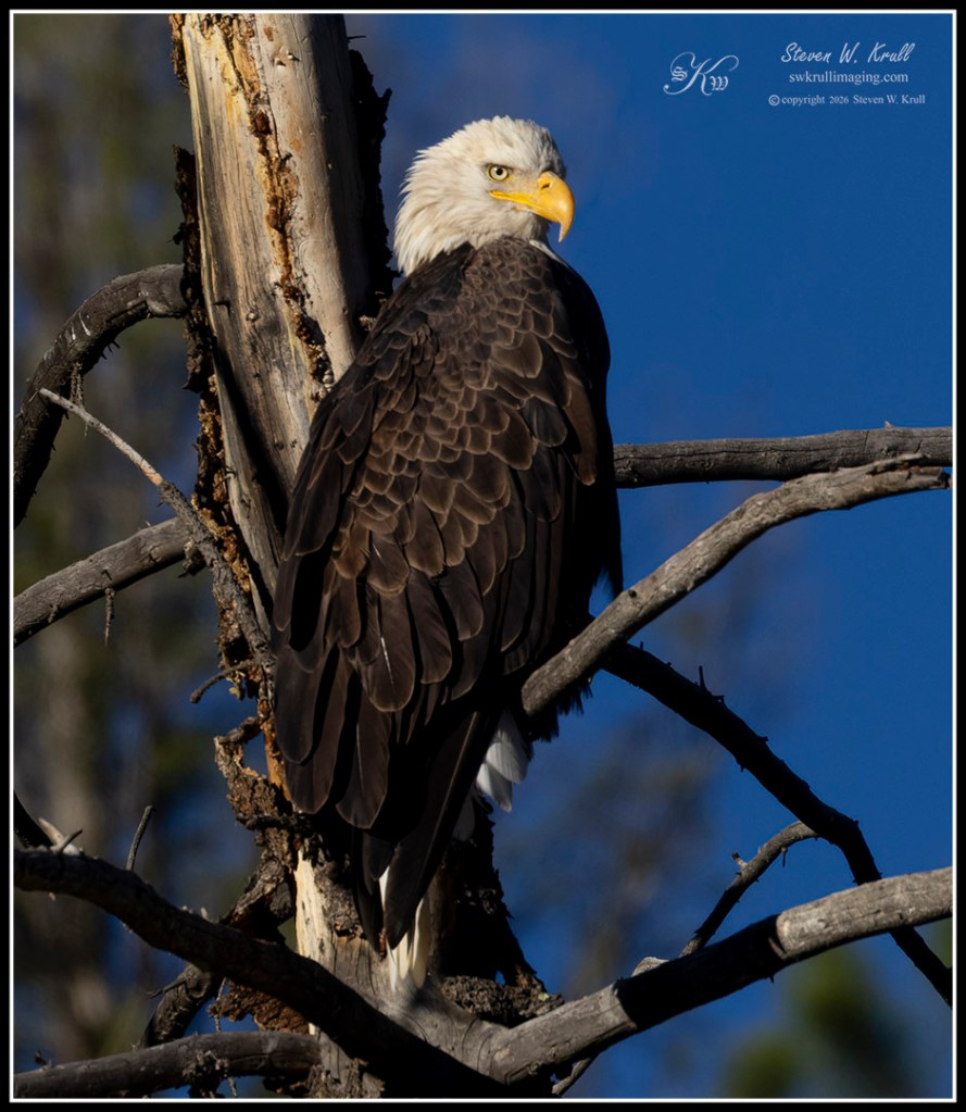 Bald Eagle