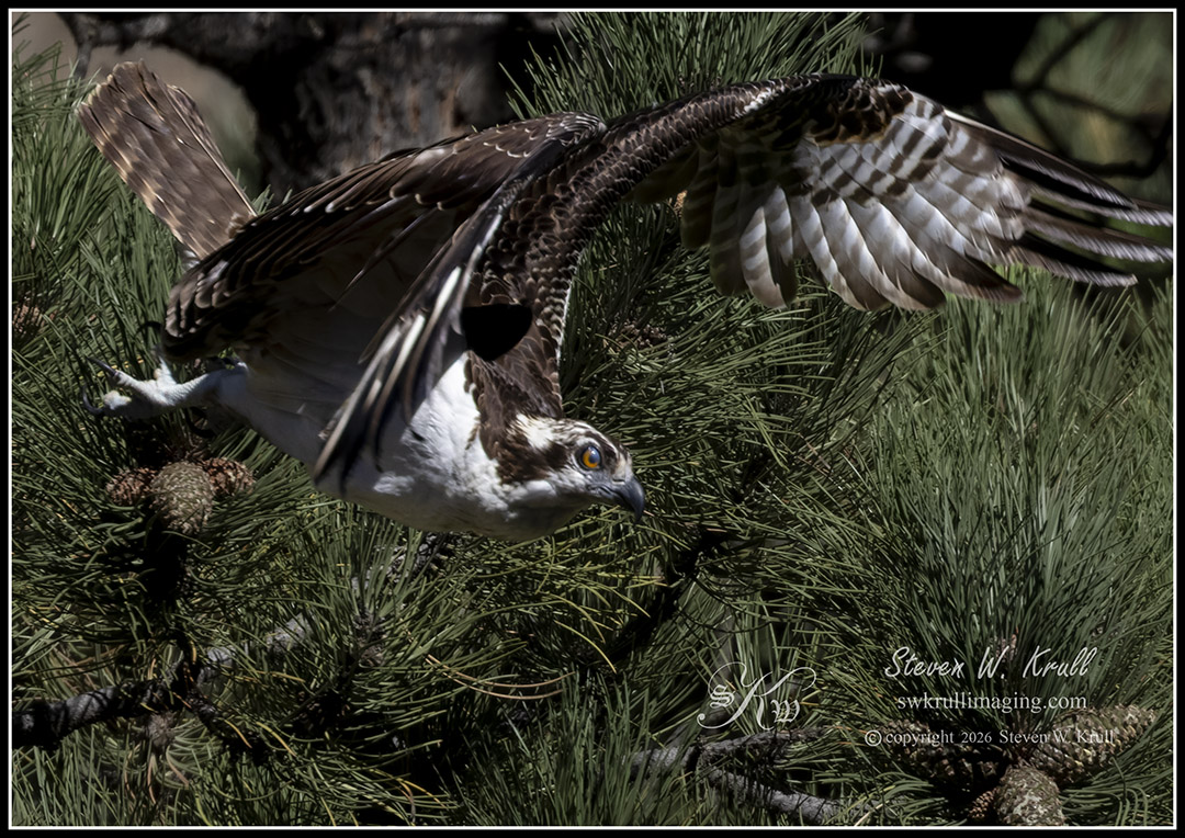 Osprey in Flight